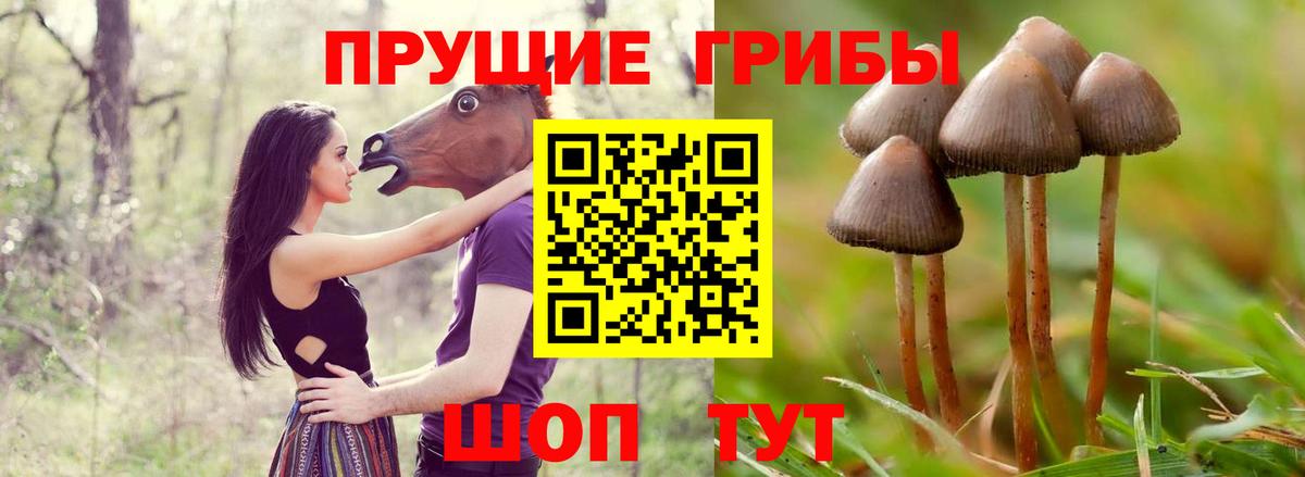 Галлюциногенные грибы Psilocybe Дербент